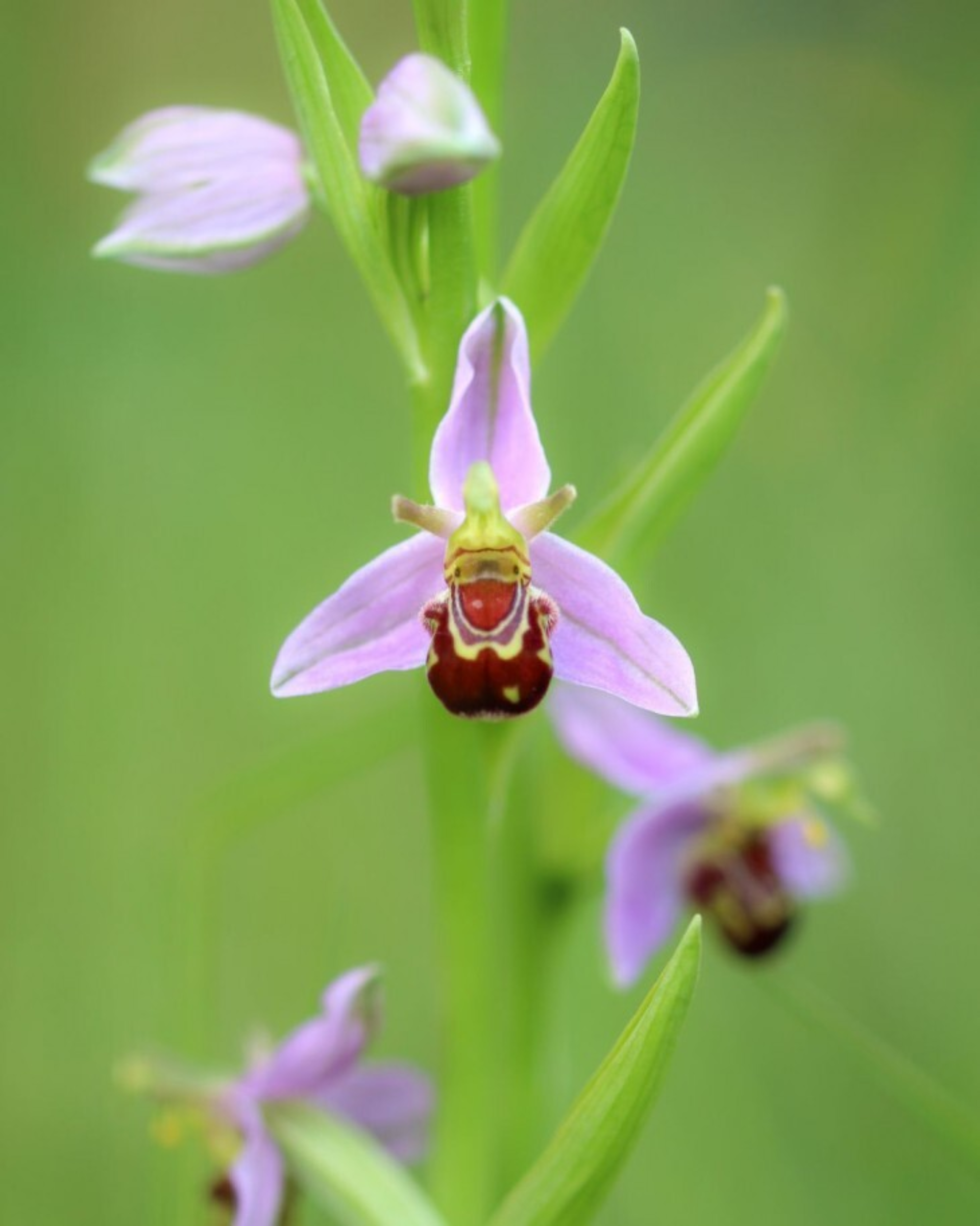 Beeorchid1