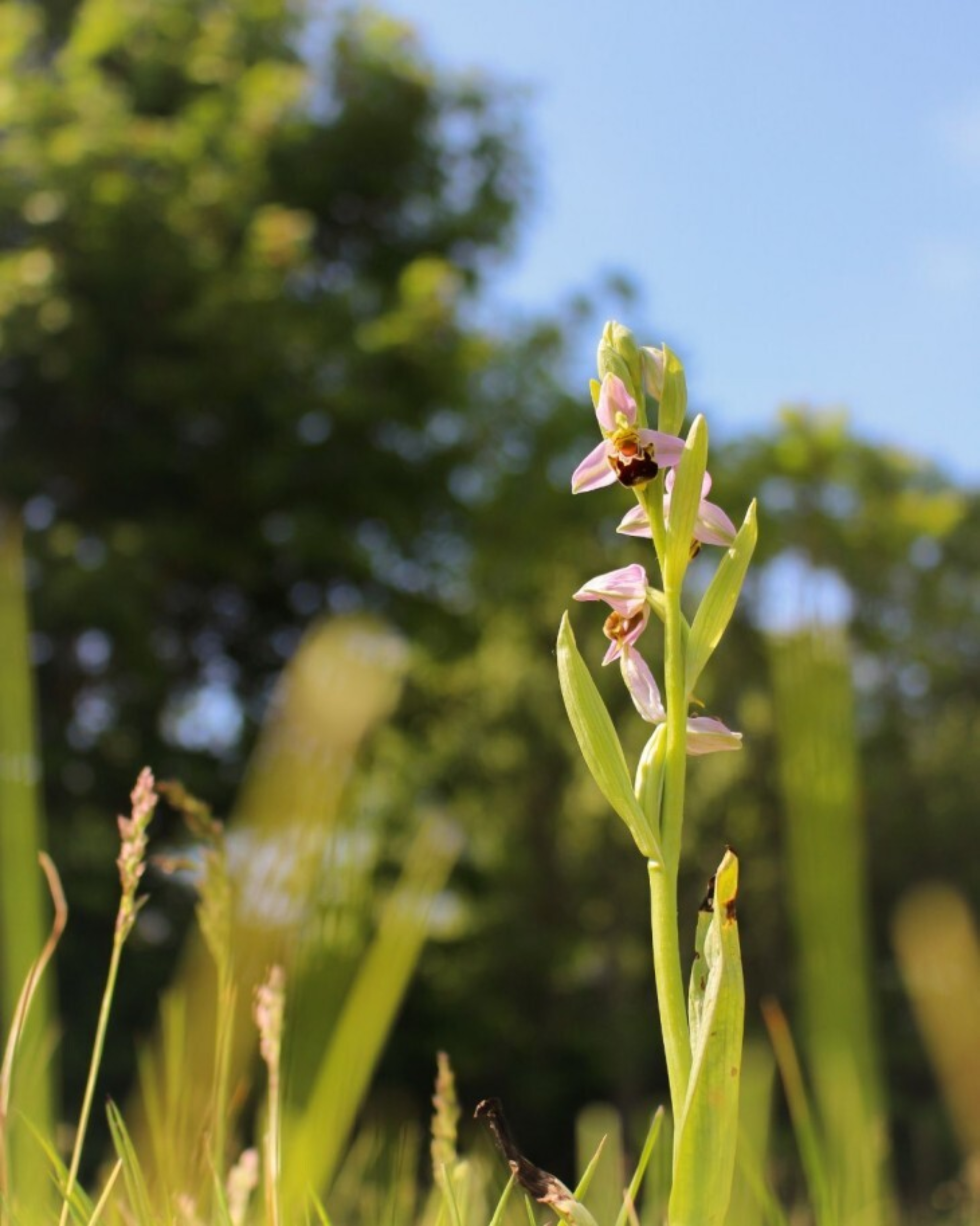 Beeorchid2